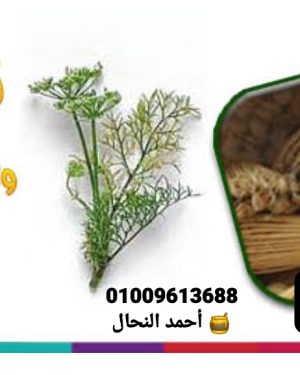 83. زيت بذور الخلة